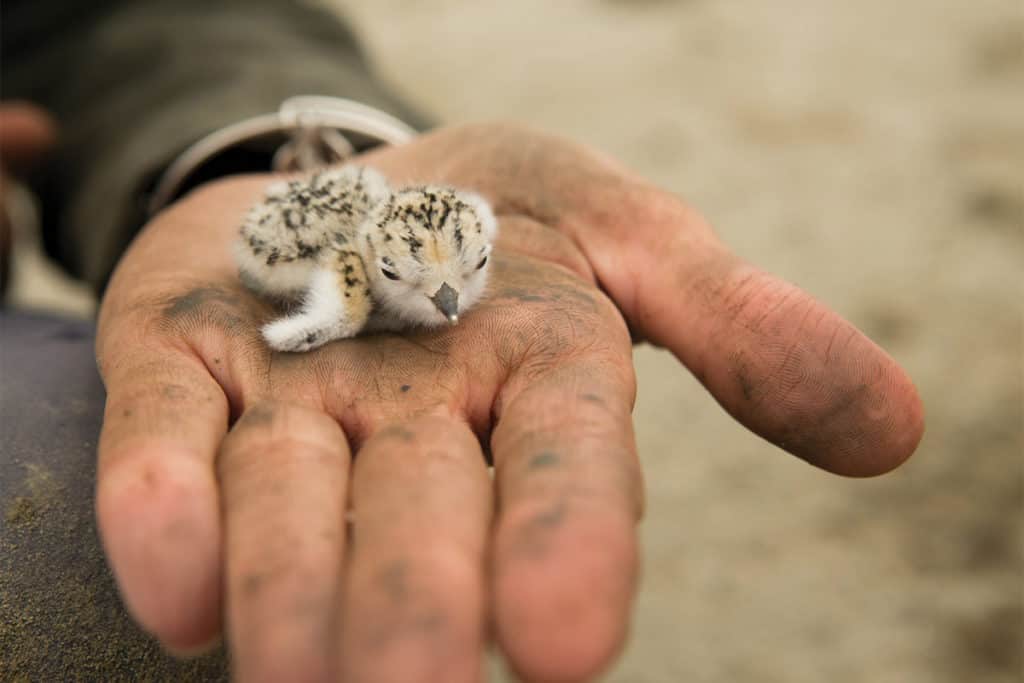 Snowy Plover chick in the hand of biologist