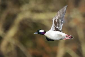 Bufflehead