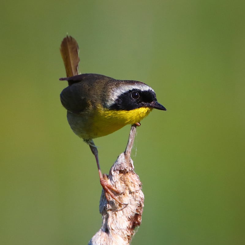 Common Yellowthroat