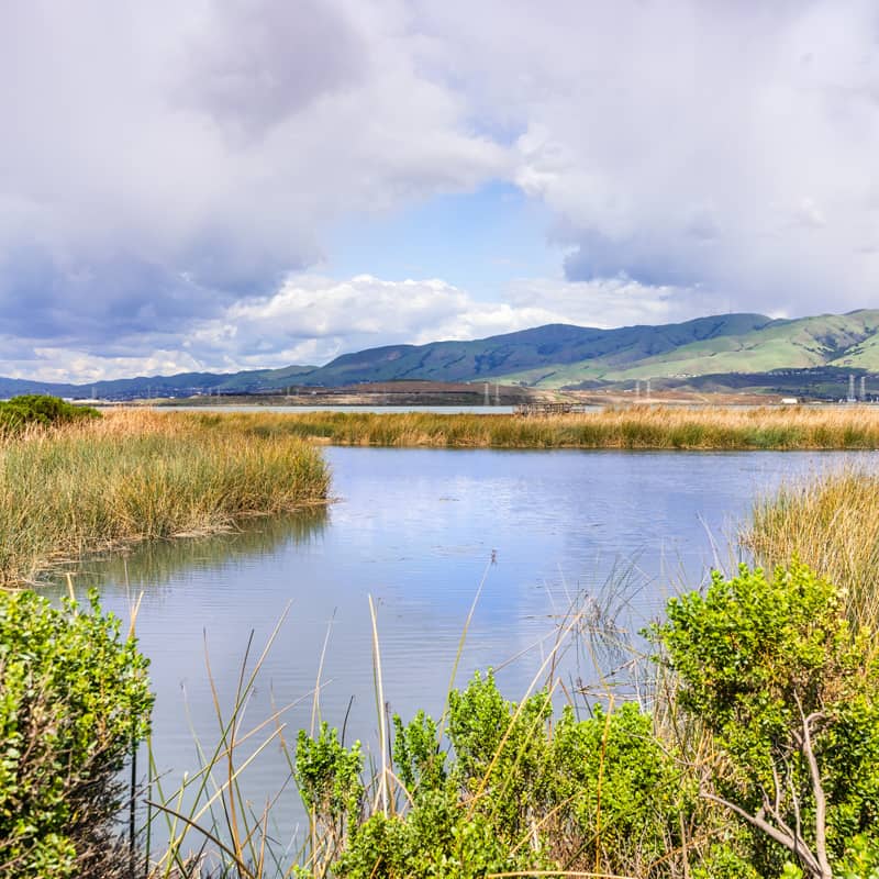 San Francisco Bay Wetlands