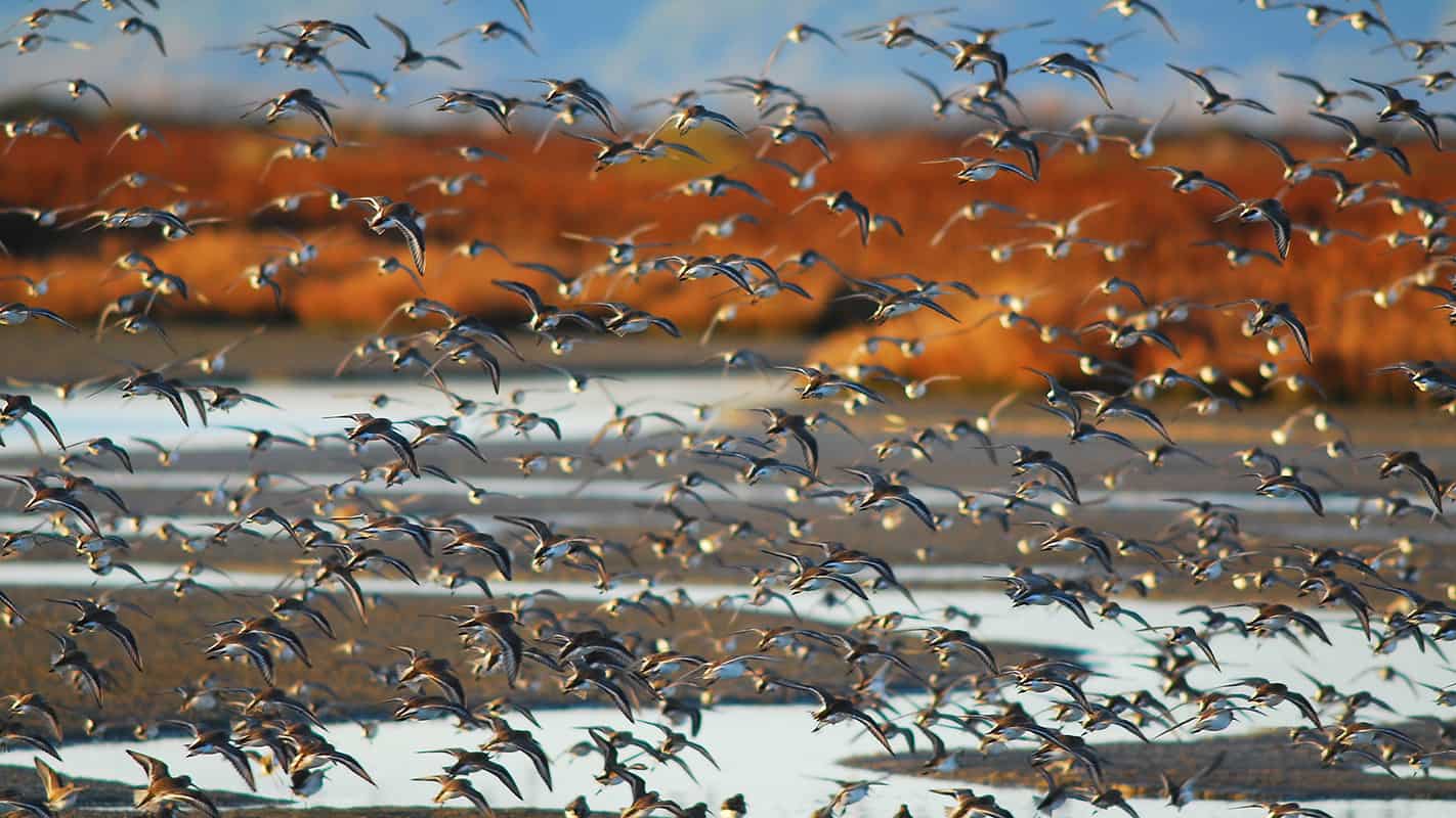 Flock of shorebirds in flight