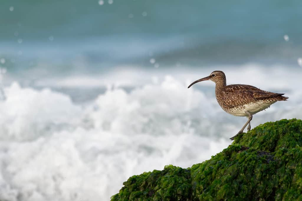 Whimbrel