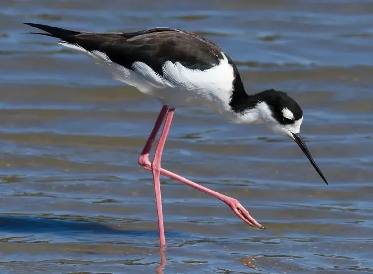 Fall Birding with Beth Huning