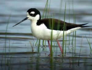 California Important Bird Areas