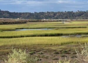 Hamilton Wetland Restoration Project part 2