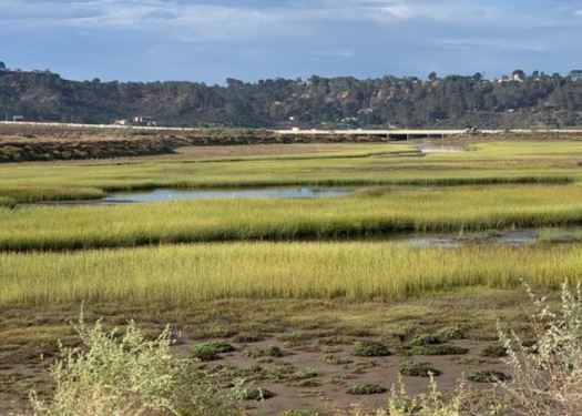 Hamilton Wetland Restoration Project part 2