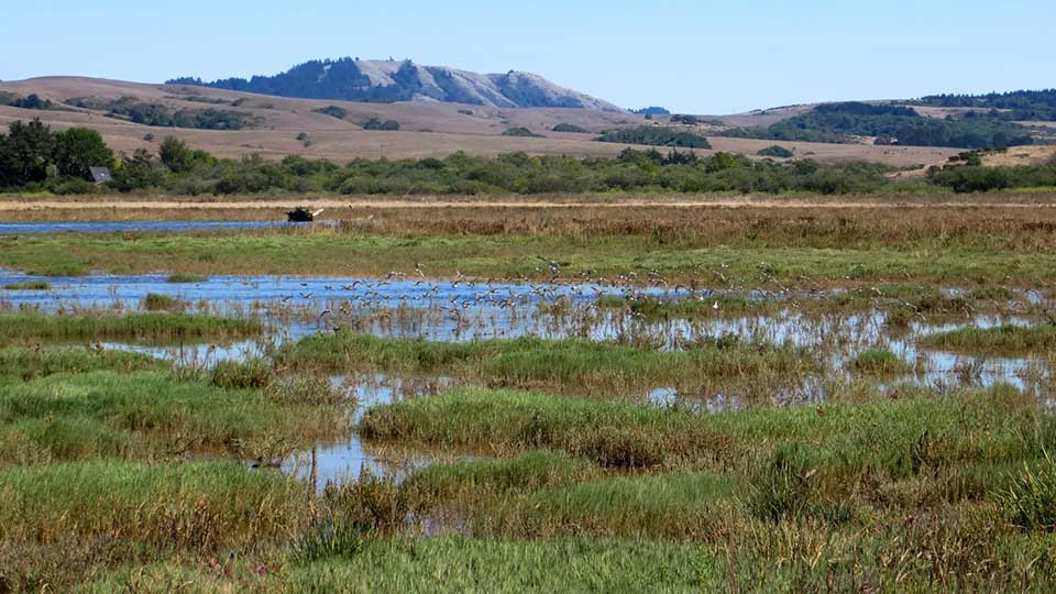 Giacomini Wetland Restoration Project