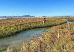 Hamilton Wetland Restoration Project part 1