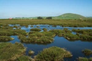 Highway to the Flyway the Road to Restoration On San Pablo Bay