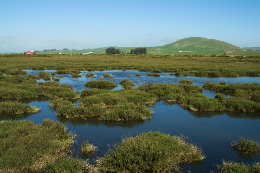 Highway to the Flyway the Road to Restoration On San Pablo Bay