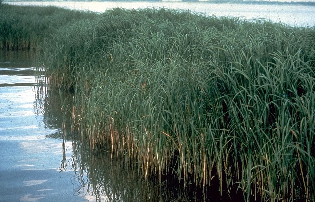 Invasive Cordgrass