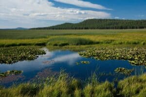 May is American Wetlands Month