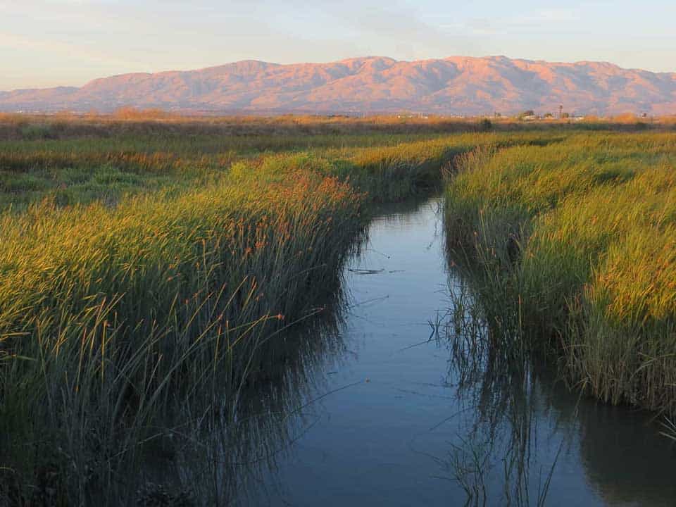 Napa Sonoma Marshes