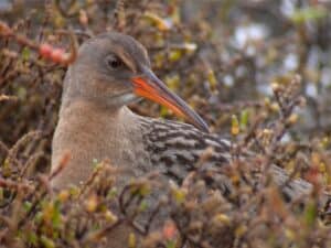 Bird Watching Around the Bay