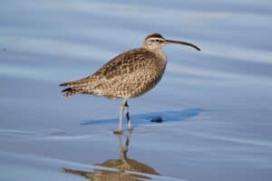 Birding Around the Bay with SFBJV Coordinator Beth Huning