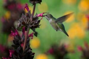 An Earth Day for the Birds