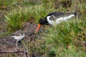 Disturbing Birds