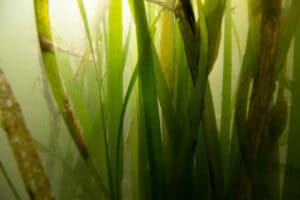 Eelgrass