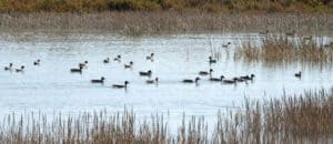 Waterfowl and Wetlands