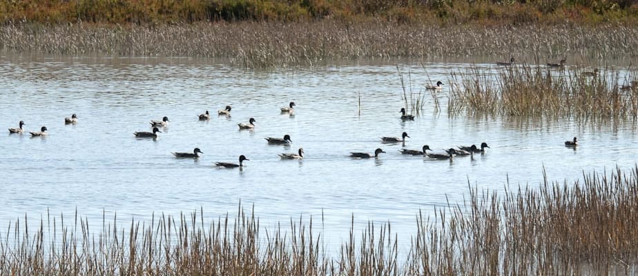 Waterfowl and Wetlands