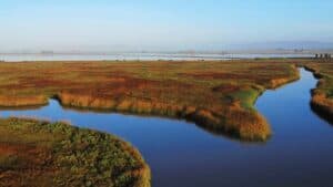 San Francisco Bay Area Wetland Restoration Projects