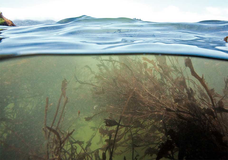 San Francisco Bay Subtidal Habitat