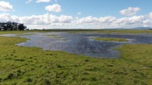 Seasonal Wetlands Hidden Treasures of Great Value