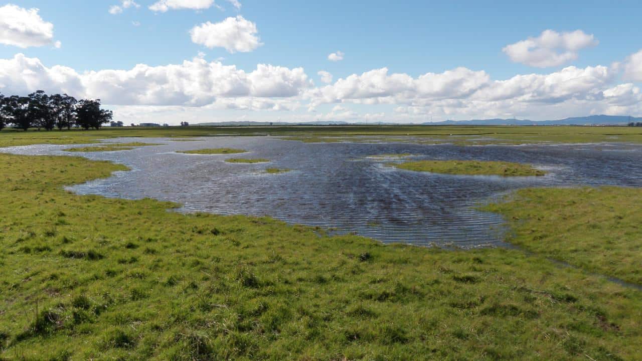 Seasonal Wetlands Hidden Treasures of Great Value