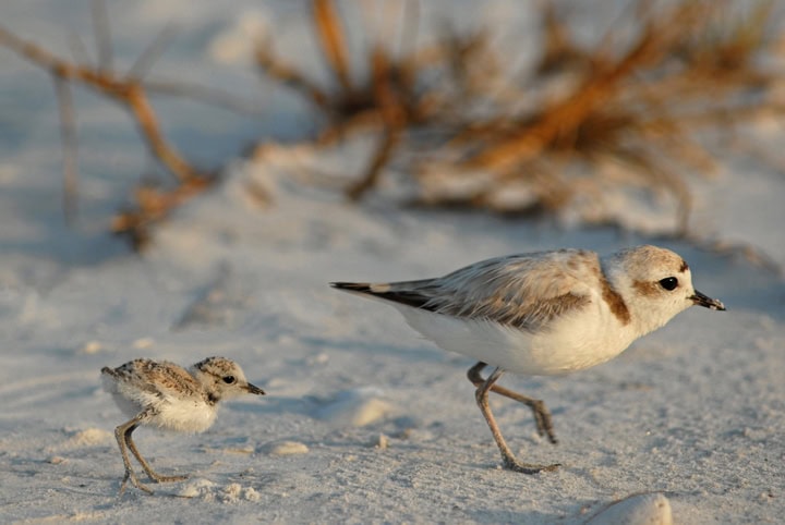 Snowy Plover