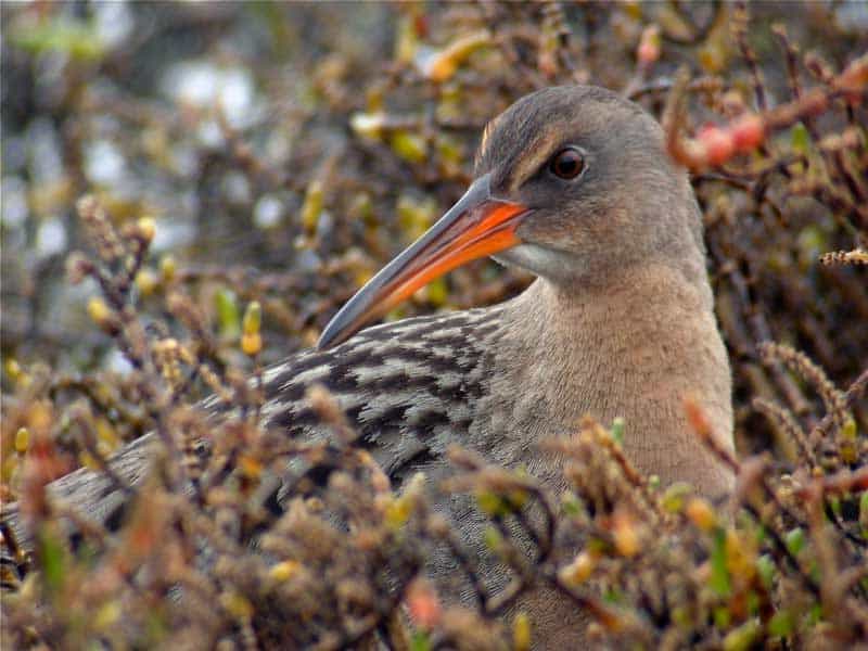 South San Francisco Bay Birding