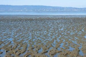 What is the Role Sediment Plays in Our Environment?