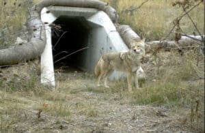 Wildlife Corridors