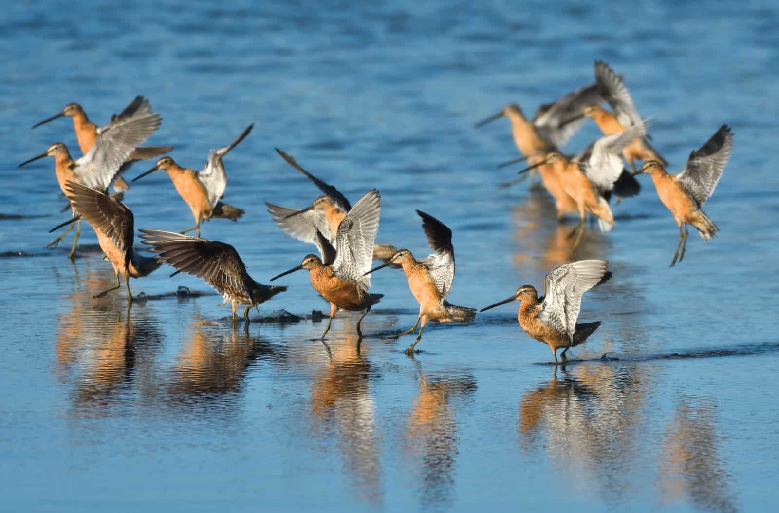 Shorebird Migration Season